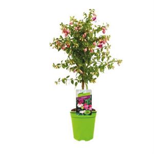 Bild von KP21 Fuchsia stam